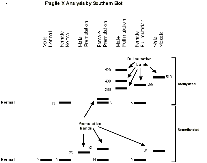 southern blot test acronym