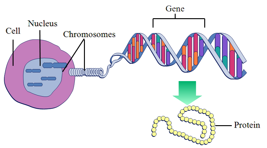 how are genes found