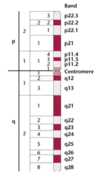 ideogram of X chromosome