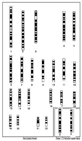 male chromosomes