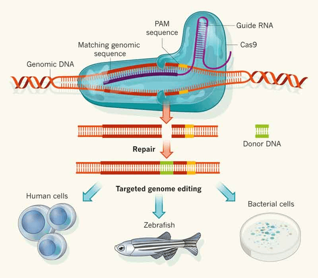 Fig 1. CRISPR Cas9 Genome Editing System