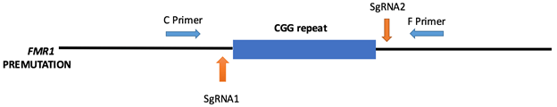 Fig 2. CRISPR Cas9 mediated CGG repeat removal in fibroblast cell line