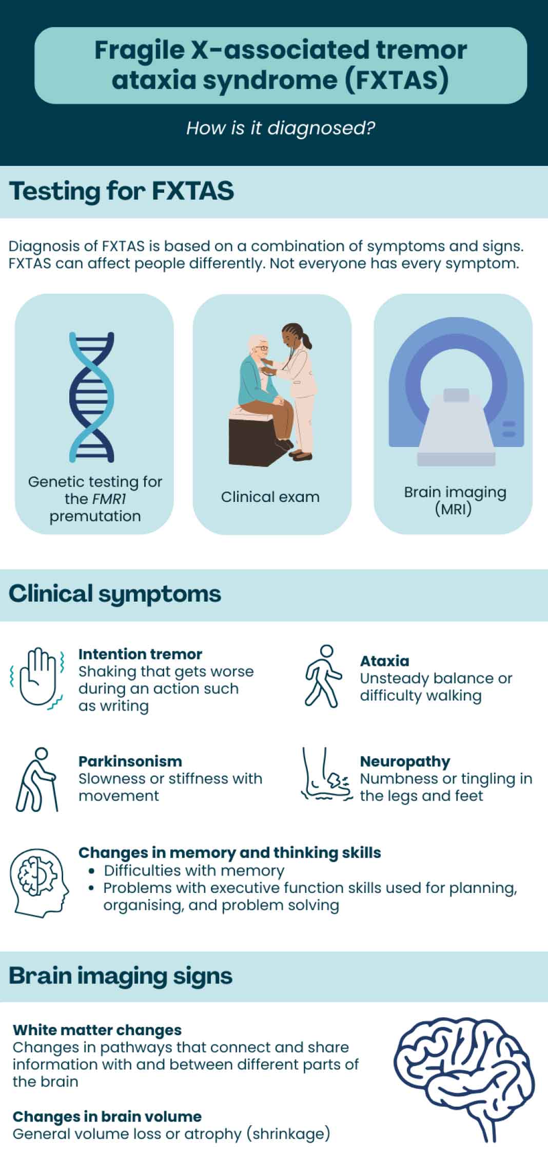 Fragile X-associated tremor/ataxia syndrome (FXTAS) infographic, including testing for FXTAS, clinical symptoms, and brain imaging signs.