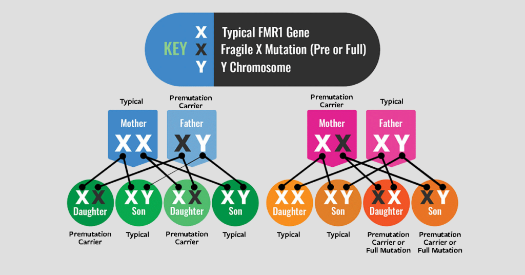Infographic showing results for various combinations of mother and father conditions and their offspring.