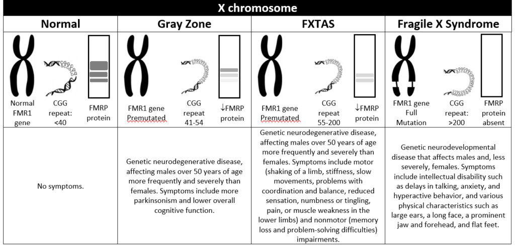Figure 1 The different forms of Fragile X expansions and Fragile X-associated disorders.