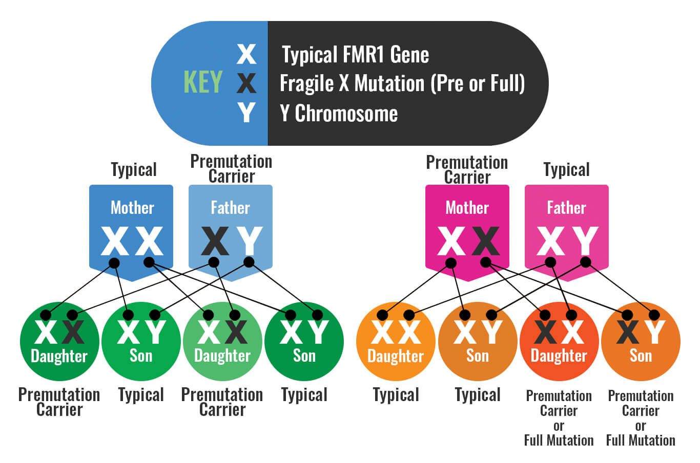 Inheritance pattern for the FMR1 gene full mutation and premutation.