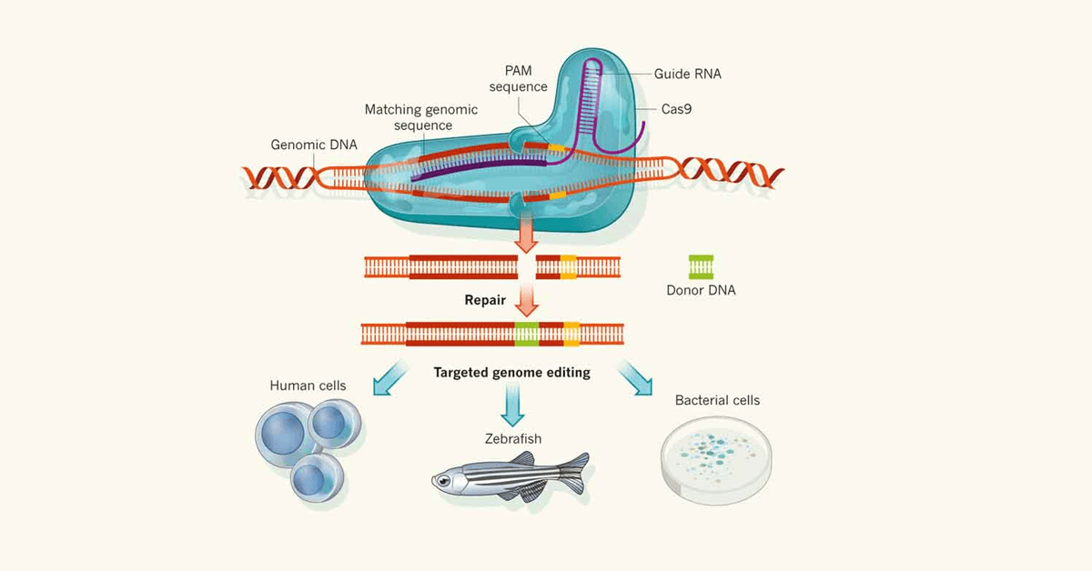 CRISPR Cas9 Genome Editing System.