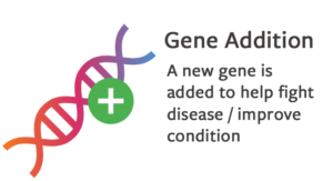 Gene Addition: A new gene is added to help fight disease/improve condition.