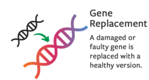 Gene Replacement: A damaged or faulty gene is replaced with a healthy version.