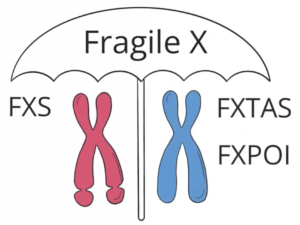 The Fragile X umbrella over FXS and FXTAS and FXPOI.