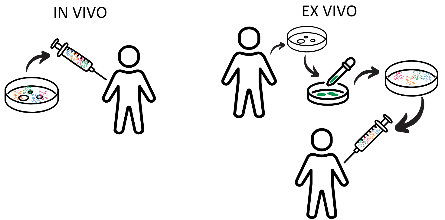 Ex vivo and en vivo