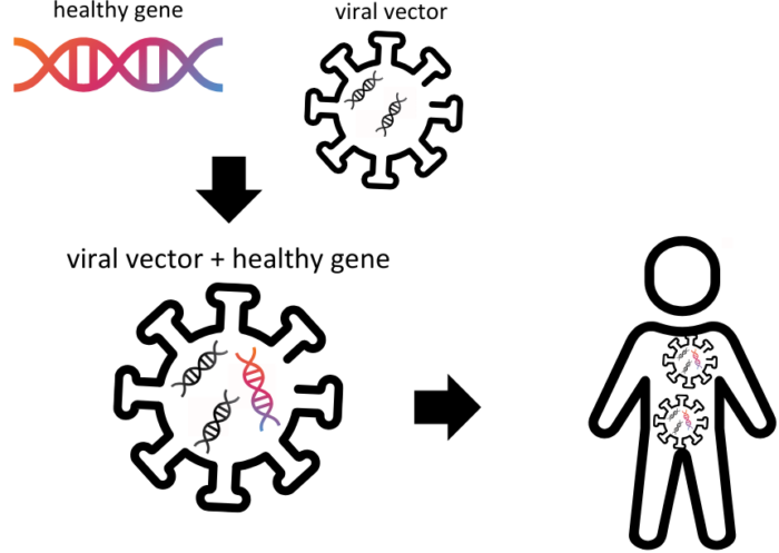 Viral vectors