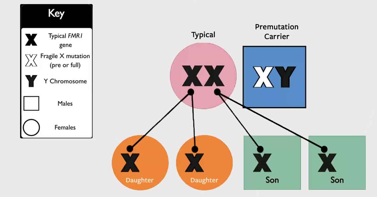 Graph showing XX and XY with possible carriers.
