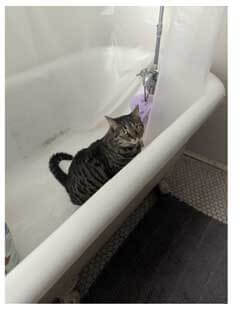 A cat in a bathtub taking a shower.