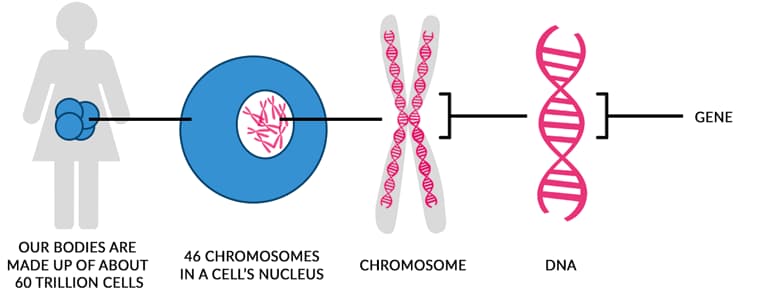 Cells, chromosomes, DNA, and genes.