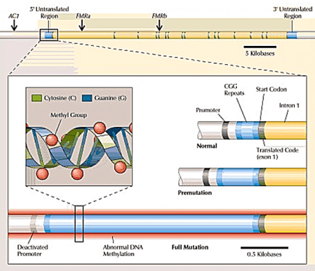 FMR1 Gene Categories