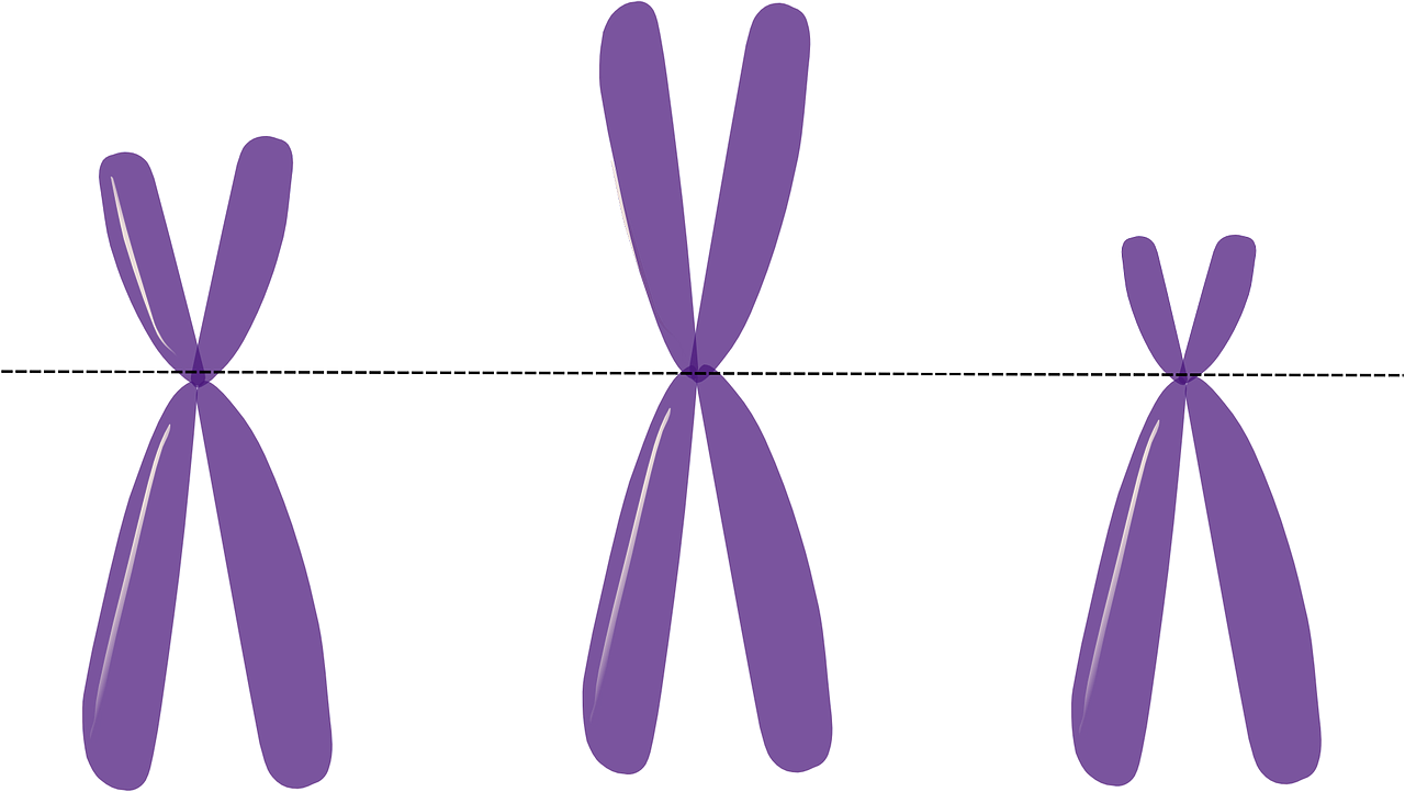 Three X chromosomes