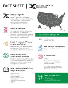 Fragile X Fact Sheet in English