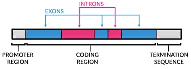 Gene regions