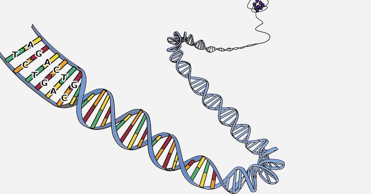 Genetics, chromosomes, and mutations