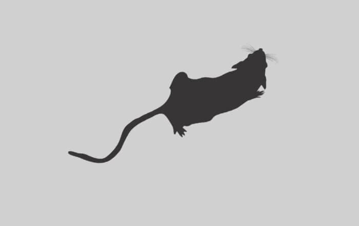 A lab mouse silhouette