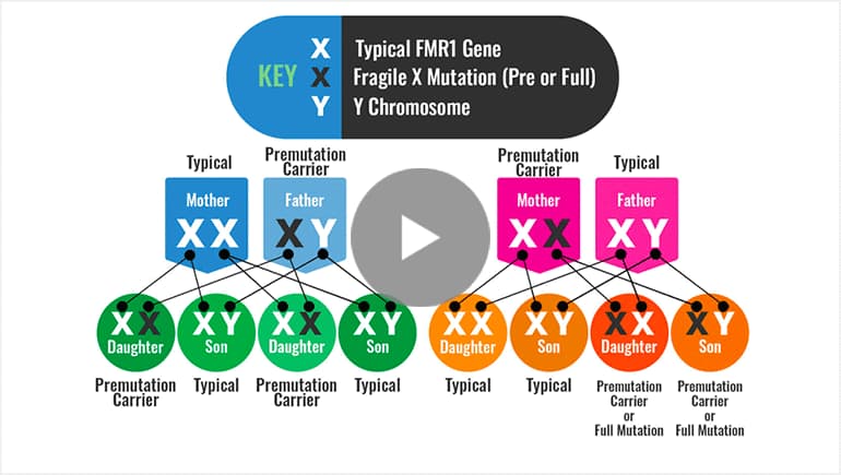 Fragile X Syndrome Testing & Diagnosis | Fragile X 101